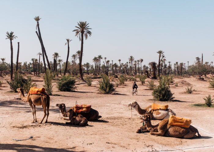 7 Days Morocco Desert Tour From Marrakech